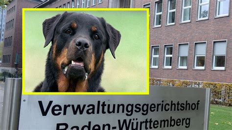 Mannheim Nach Rottweiler Attacke Auf Mädchen 11 Hundehalter Bleibt
