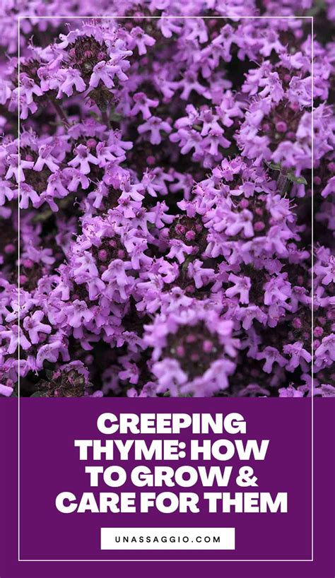 Creeping Thyme How To Grow And Care For Them Unassaggio