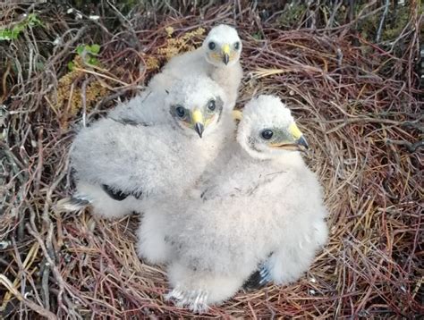 Rare Hen Harriers Breed For Second Year Running On National Trust High