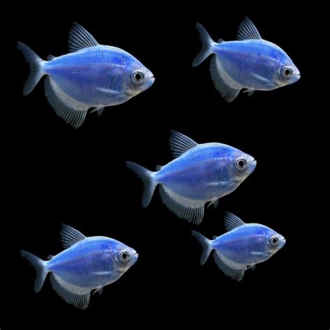 Glofish Cosmic Blue Tetra2 Glofish Petco Glofish Tetra