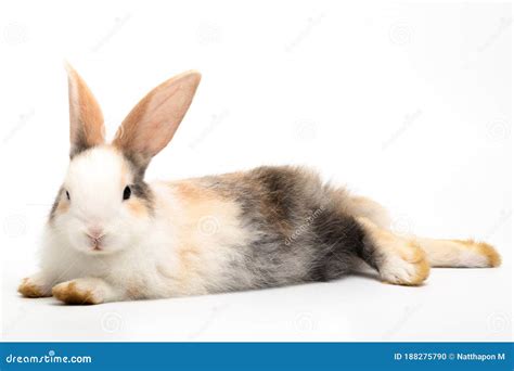 The Three Colored Rabbit Laying Down And Looking At The Camera Isolated