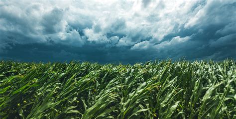Wind Gusts Weather And Corn