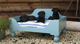 Beds For Dogs On Sale