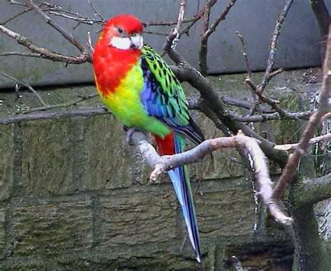 Weird Amazing Pictures Beautiful Colorful Birds Pictures