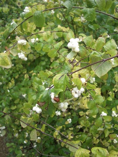 Snowberries At Hidcote Closeup Of Snowberries Near To Rock Flickr