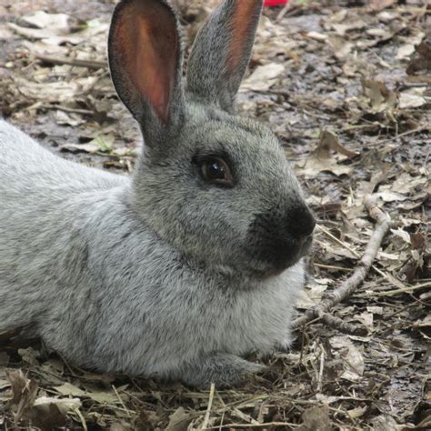 Can i raise meat rabbits in my backyard? Backyard Rabbits | Bloom Where You're Planted