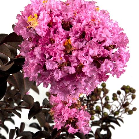 Southern Living Plant Collection 2 Gal Delta Eclipse Crape Myrtle