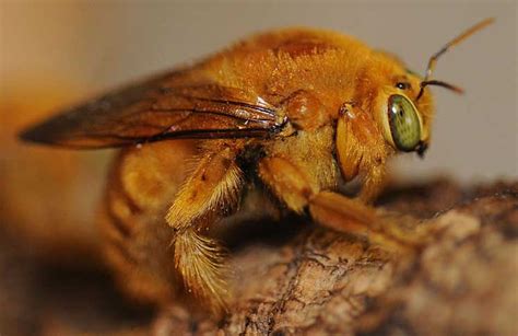 Which bee do i have? How to Get Rid of Carpenter Bees