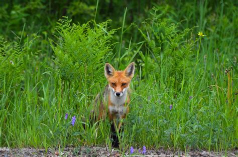 Free Images Nature Grass Meadow Prairie Animal Wildlife Wild