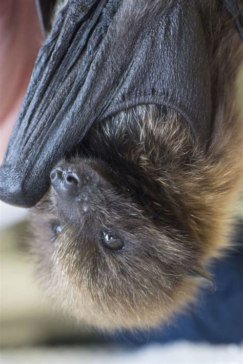Endangered Flying Fox Pup Rescued By Zoo Keepers Zooborns Fox Pups