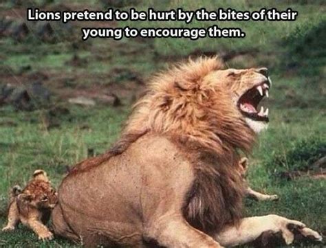 Lions Pretend To Be Hurt By The Bites Of Their Cubs To Encourage Them