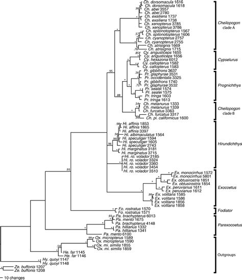 Molecular Systematics Of Flyingfishes Teleostei Exocoetidae