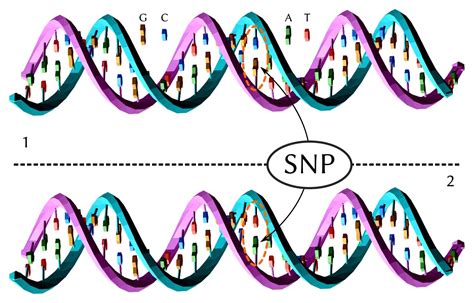 Genetic Variants Made Easy 5 Types Everyone Should Know