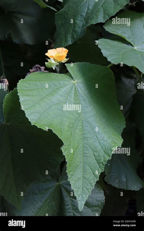 Abutilon Grandiflorum Hairy Indian Mallow Yellow Flowers And Large