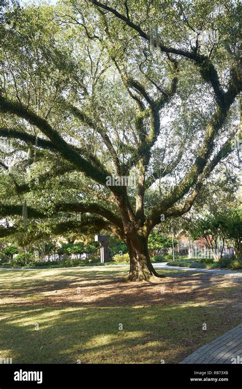 New Orleans Oak Trees High Resolution Stock Photography And Images Alamy