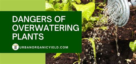 Dangers Of Overwatering Plants