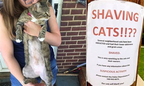 Cat Mystery In Virginia As Cats Are Being Shaved Daily Mail Online