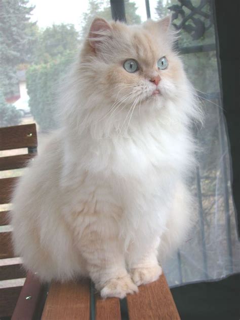 Many of these breeds are ancient like the glorious turkish angora, and some are relatively new and very exciting like the awesome ragdoll and the lovely, expressive american curl (not always. Long Hair Cat Breeds