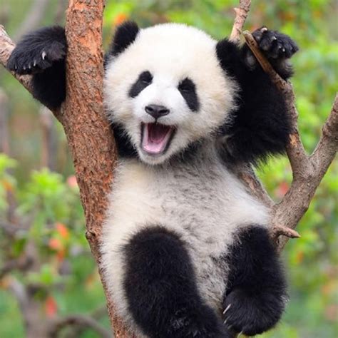 🐼phatpanda🐼 Panda Lindo Imagenes De Osos Panda Osos Pandas Bebes