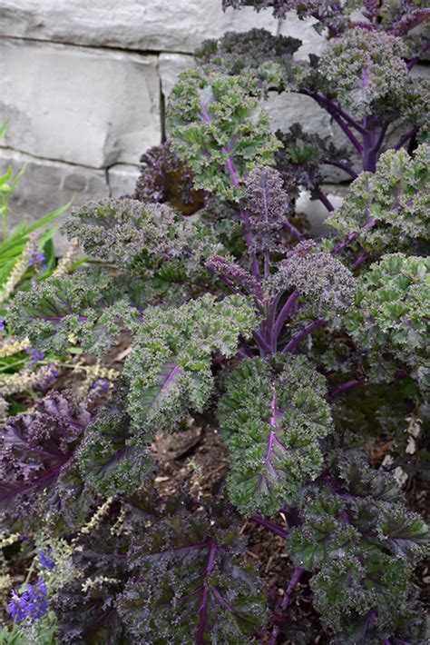 Redbor Kale Brassica Oleracea Var Acephala Redbor In Long Island