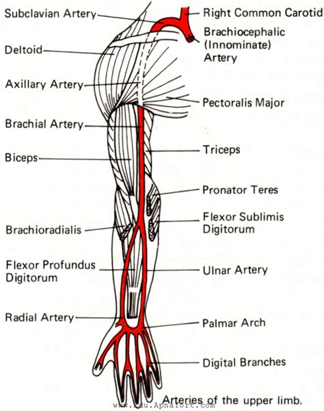 The Upper Limb Muscles