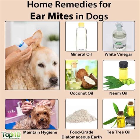 Home Remedies For Ear Mites In Dogs Top 10 Home Remedies