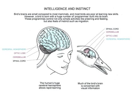 Encontradas Relaciones Entre Los Cerebros De Humanos Y Pájaros Para El