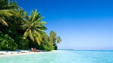 Online Crop Beach Digital Wallpaper Palm Trees Sea Sky Beach Hd
