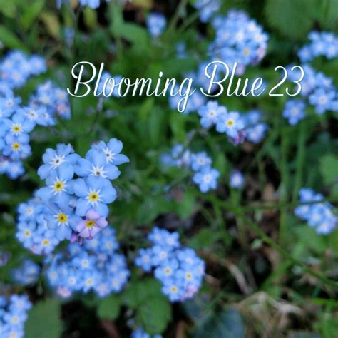 Blooming Blue 23