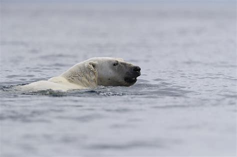 Why Polar Bears Love To Swim Arctic Kingdom