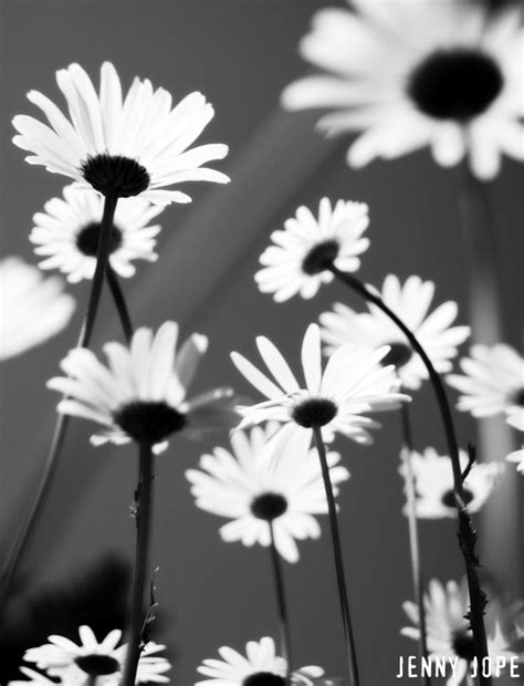 Black and white field of flowers. Flowers photography, Black and white photography, Black ...