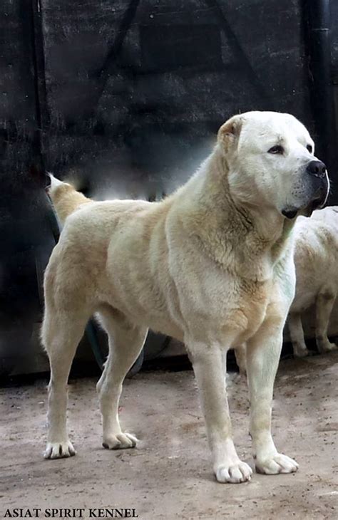Alabay, bir diğer adı ile alabai köpeği çoban köpekleri arasında en çok tercih edilen cinsler arasında yer almaktadır. Alabai Dog Puppy Price : Kinnxlbz4qwngm / Dogs & puppies ...