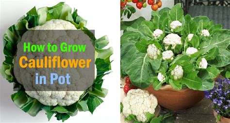 Growing Cauliflower In Containers Care And How To Grow