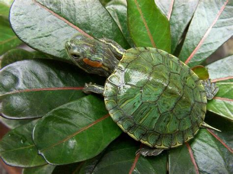 Little Green Tortoise Turtle Turtle Turtle Love