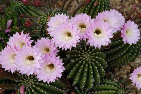 How To Care For A Strawflower Cactus Plant Hunker