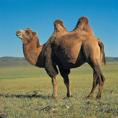 Bactrian Camel Animal Database Fandom