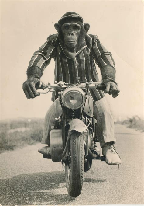 Chimpcycle Monkey Art Monkeys Funny Monkey Pictures