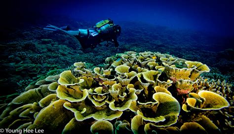 Sunset Diving Indonesia At Coral Gardens With Revo Rebreathers Coral
