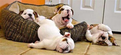 What Are The 10 Laziest Dog Breeds