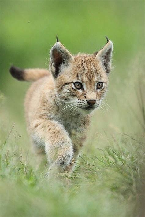 Lynx Baby Mit Bildern Tiere Wilde Tiere Luchs