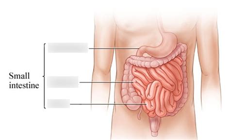 Small Intestine Labeling Diagram Quizlet