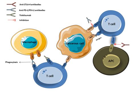 Immune Checkpoints Inhibitors Mechanism Of Action Pd Programmed Cell