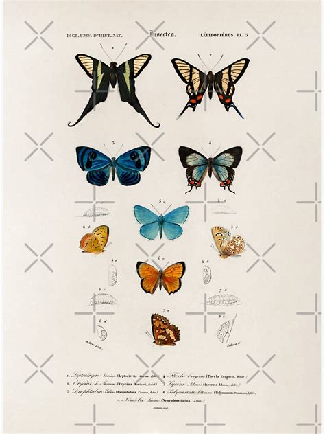 Butterfly Chart Vintage Butterflies Poster Papillons Collorful
