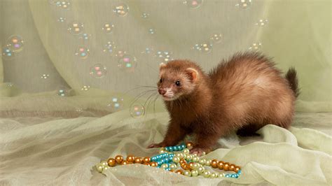 Ferret Wallpapers Pictures Images