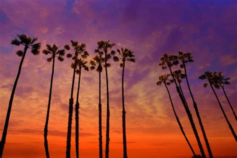 California Sunset Palm Tree Rows In Santa Barbara Stock Photo By