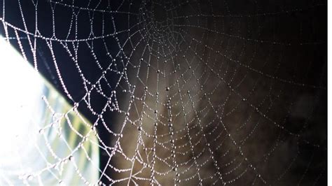 How To Get Rid Of Spider Webs In Your Room