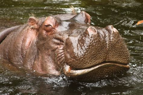 Smiling Hippo Flickr Photo Sharing