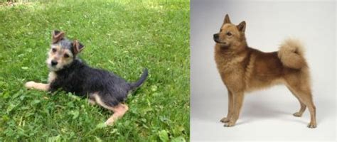 Schnorkie Vs Finnish Spitz Breed Comparison Mydogbreeds