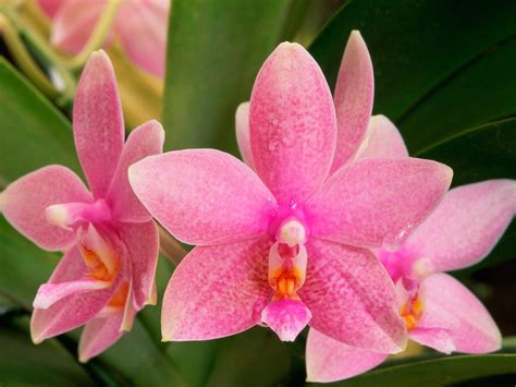 Awesome Picture Of Pink Orchid Flower Free Download