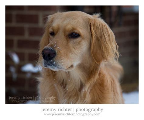 Jeremy Richter Photography Blog Darby Surveying With A Snow